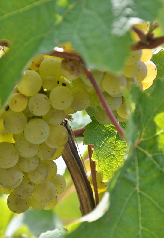 DSC_0444 | &copy; Fam.Lorenz