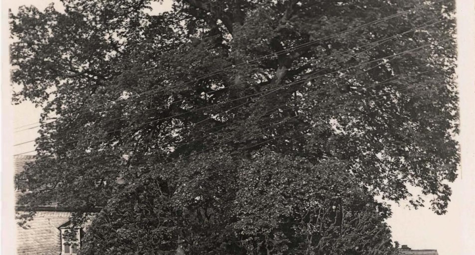 Linde alte Postkarte | &copy; Rheingau- Taunus Kultur und Tourismus GmbH