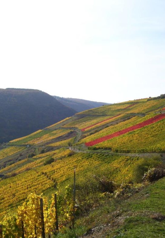 Weinberge | © Daniela Schneider