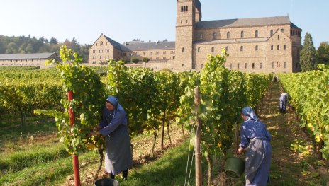 Weinlese | © Vereinigung der Benediktinerinnen zu St. Hildegard Weinlese | © Vereinigung der Benediktinerinnen zu St. Hildegard