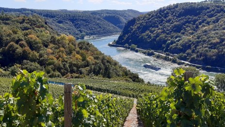 Blick über die Weinberge | © Daniela Feldpausch, Romantischer Rhein Tourismus GmbH