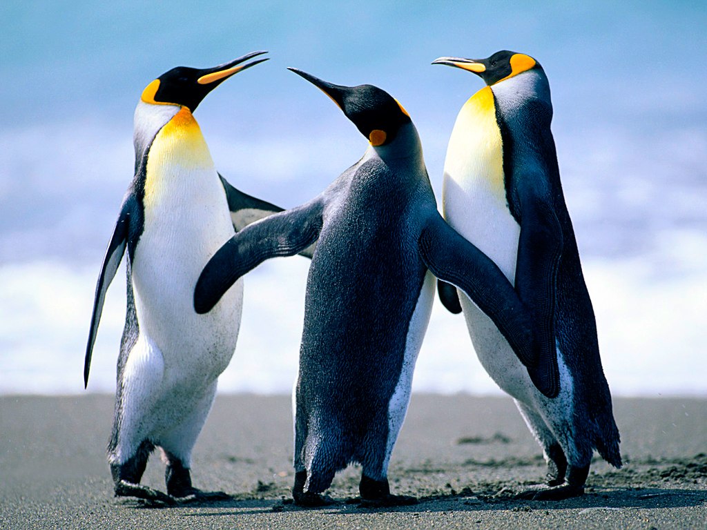 Test Eva | &copy; Pinguine