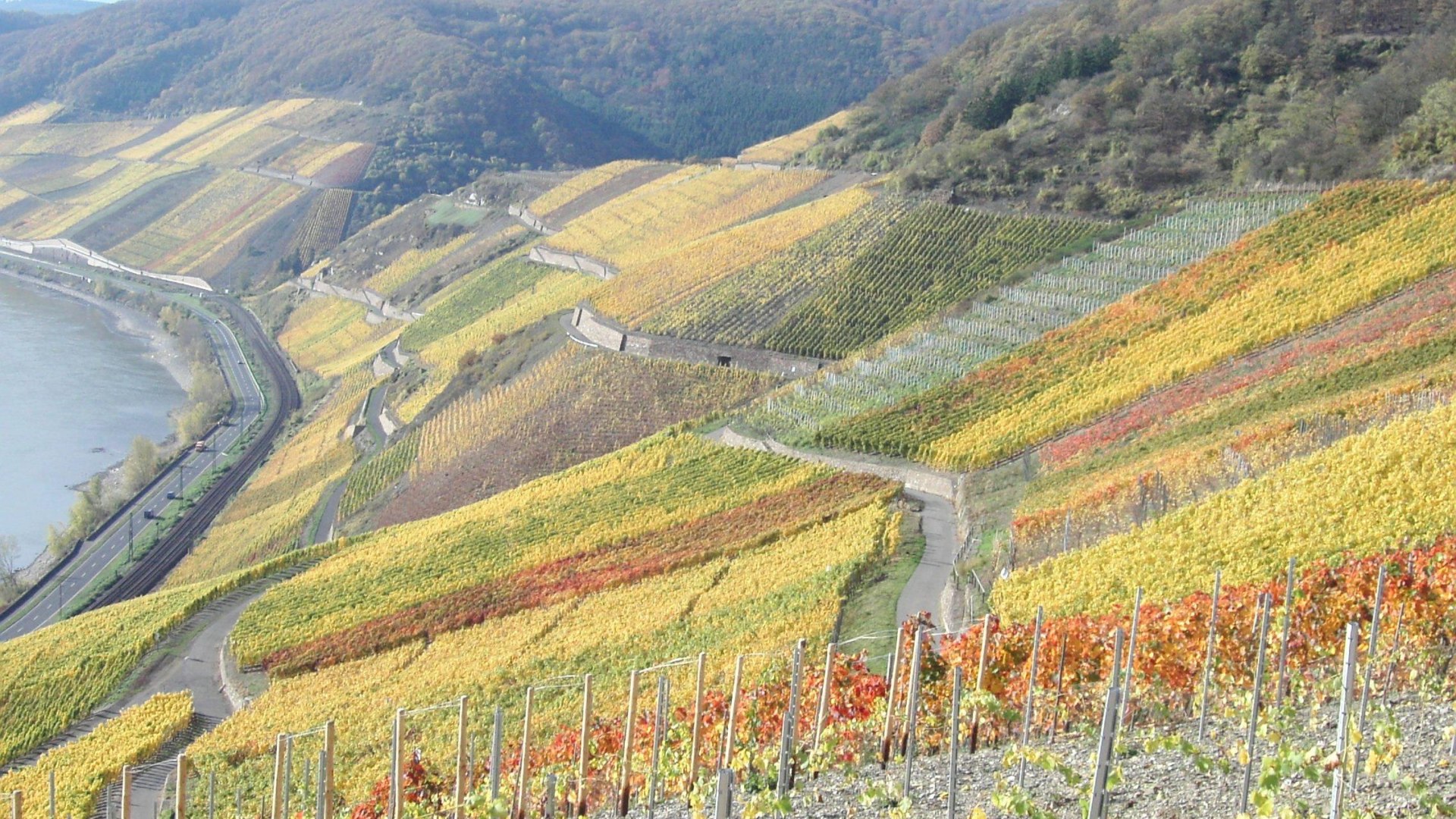 Bopparder Hamm Herbst | © Tourist Information Boppard