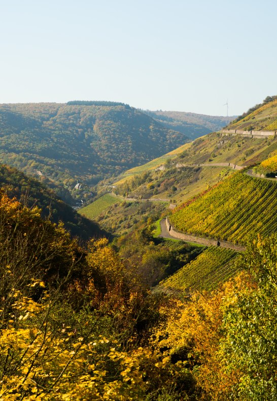 Weinberge bei Oberwesel | © Henry Tornow Weinberge bei Oberwesel | © Henry Tornow