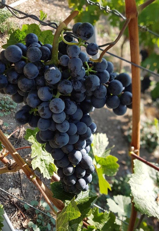 Weintrauben | © Franz Kron Weintrauben | © Franz Kron