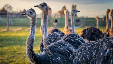 Strau&szlig;en | &copy; Pixabay