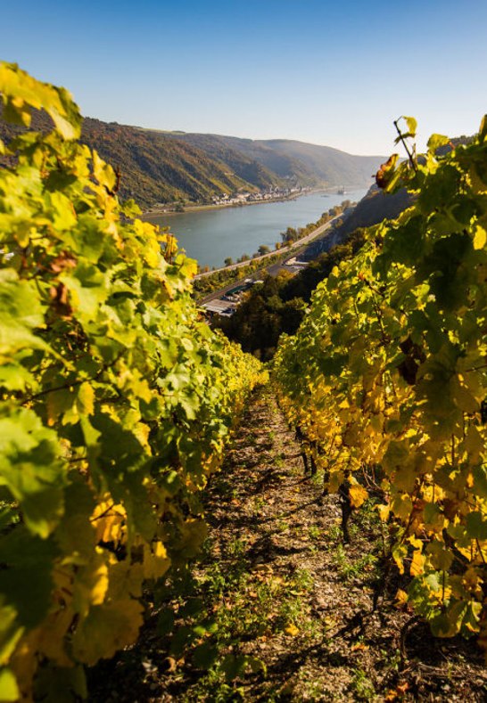 Wine landscape near Oberwesel | &copy; Henry Tornow