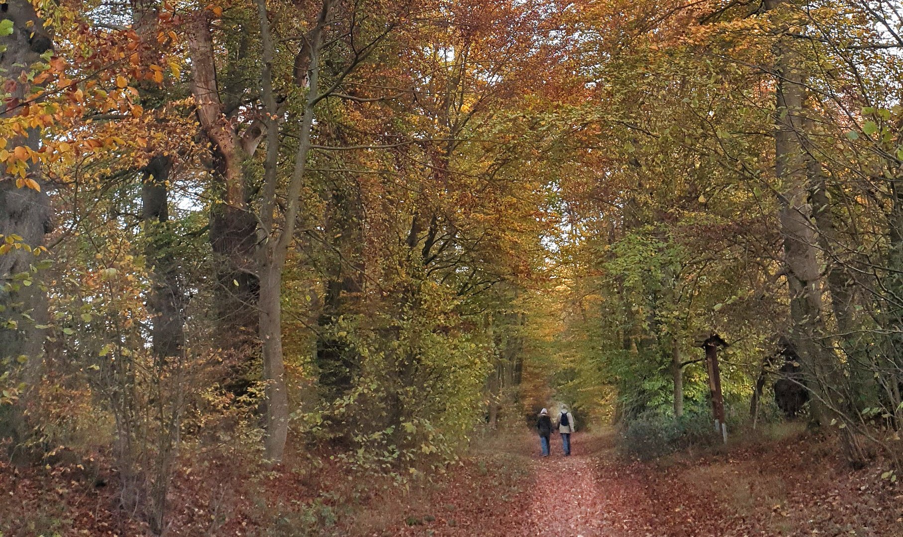 Baumallee Bassenheim im Herbstlaub | © Lena Beck Baumallee Bassenheim im Herbstlaub | © Lena Beck