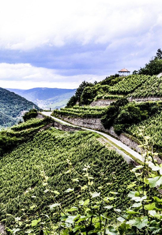 Weinberg in Rüdesheim-Assmannshausen | © Weingut Robert König