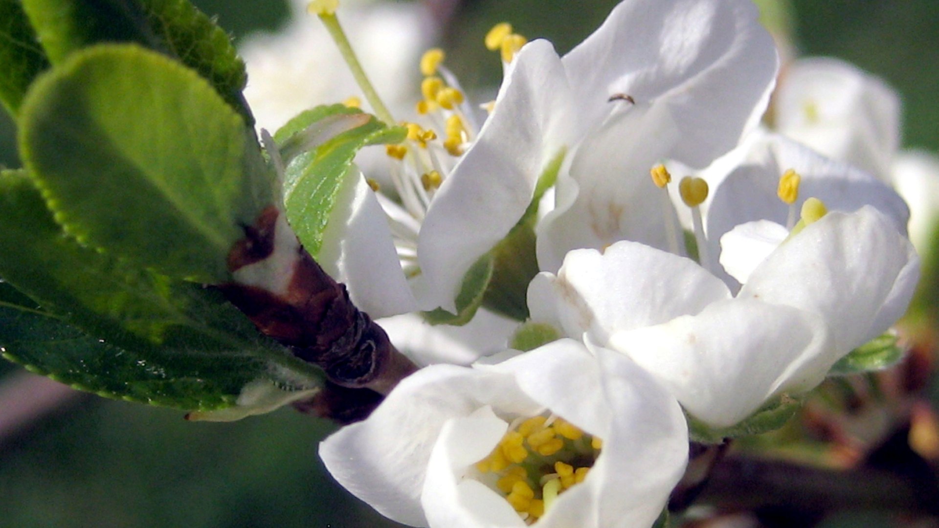 Wein | &copy; Weingut Lorenz