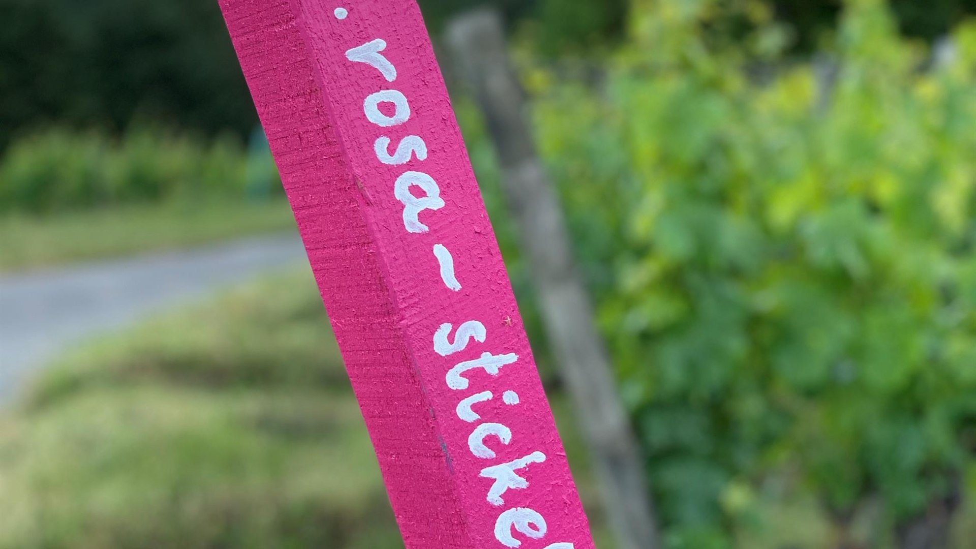 Weingut Rosa Stickel | &copy; Matthias Breuer