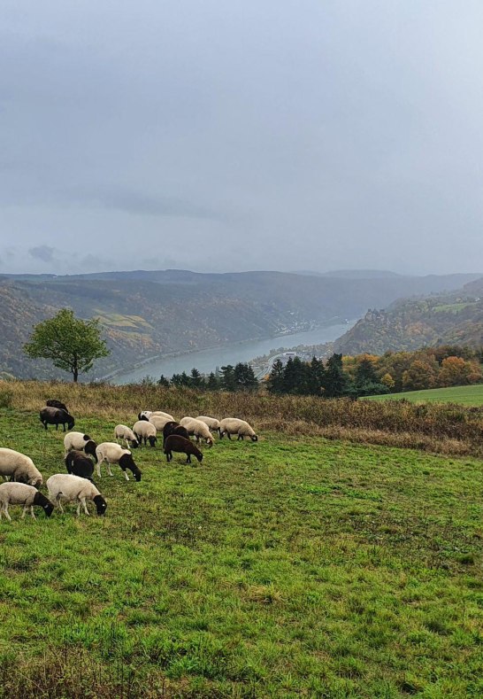 Niederburger Heide Schafe | © Thomas Biersch Niederburger Heide Schafe | © Thomas Biersch