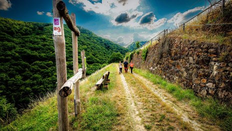 Traumschleife Schwede-Bure - in den Weinbergen | © www.bogenschuss.de, Tourist-Info Hunsrück-Mittelrhein - Zentrum am Park Traumschleife Schwede-Bure - in den Weinbergen | © www.bogenschuss.de, Tourist-Info Hunsrück-Mittelrhein - Zentrum am Park
