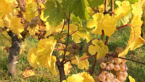 Schöne Weintrauben | © Christoph Schütt und Andreas Frosch Schöne Weintrauben | © Christoph Schütt und Andreas Frosch