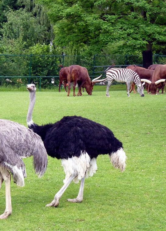 Afrikawiese | © Pressebüro der Stadt Neuwied