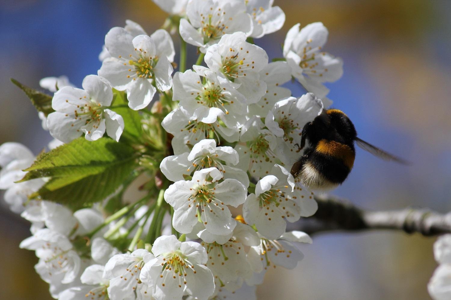 Kirchbl&uuml;te | &copy; &copy;Verbandsgemeinde Wei&szlig;enthurm