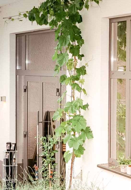 Weingut Weiler im Rheingau | © Weingut Weiler