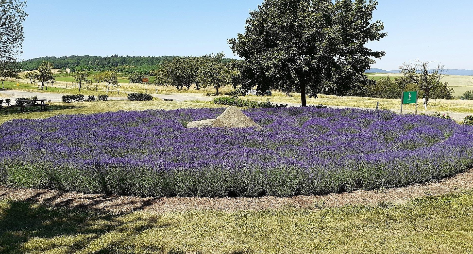 Lavendellabyrinth | &copy; Gemeinde Urbar