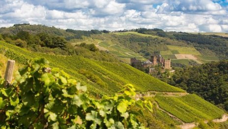 Weinberg | &copy; PIELmedia, Weingut Lanius-Knab