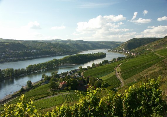 Rhein bei Lorch | © Weingut Laquai Rhein bei Lorch | © Weingut Laquai
