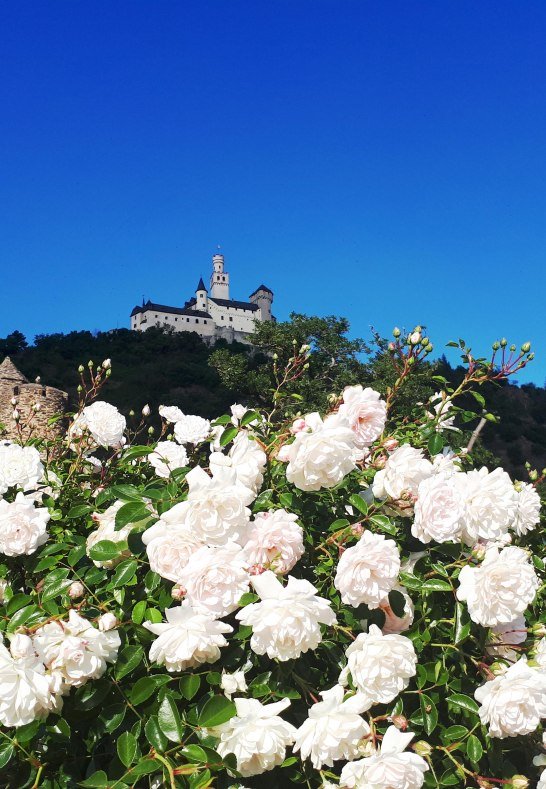 Rosen und Marksburg | &copy; Katharina Schattner/Romantischer Rhein Tourismus GmbH