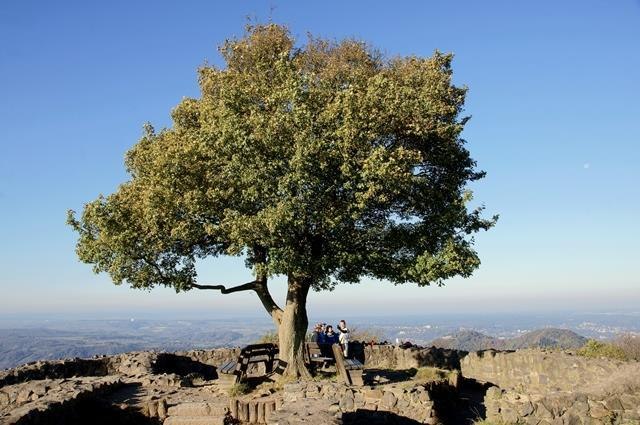L&ouml;wenburg | &copy; Friedrich Gier