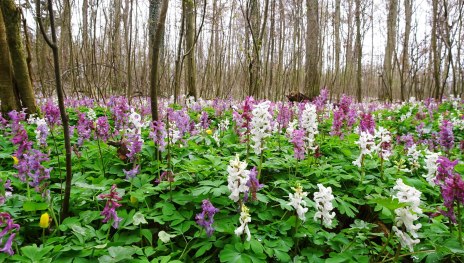 &copy; Naturpark Rhein-Westerwald, Naturpark Rhein-Westerwald