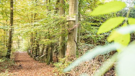 Hohe Buche | &copy; Dominik Ketz, Shapefruit AG