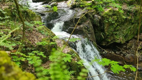 Baumgeister-Tour | © Vic K., Community