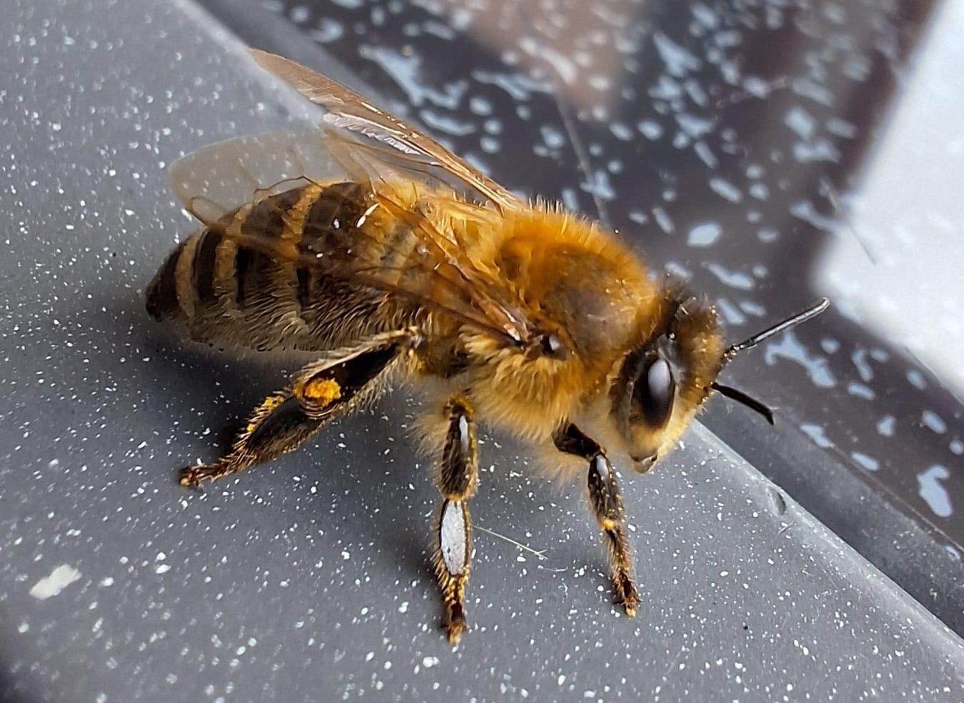 Biene | &copy; Charlotte Kleinschmidt