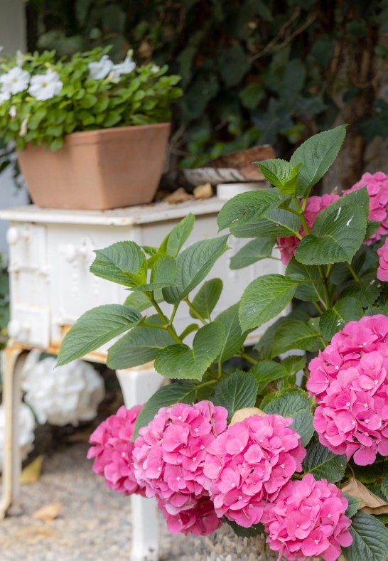 Blumenvielfalt | &copy; Hotel Brenner GmbH