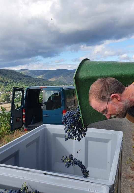 Regentlese im Weingut Volk, Ausleeren der Hotte | © Weingut Volk Regentlese im Weingut Volk, Ausleeren der Hotte | © Weingut Volk