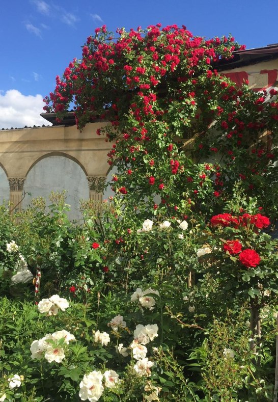 Rosen in Medenscheid_2 | &copy; Beate Lieber