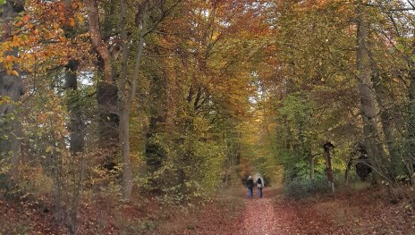 Baumallee Bassenheim im Herbstlaub | &copy; Lena Beck