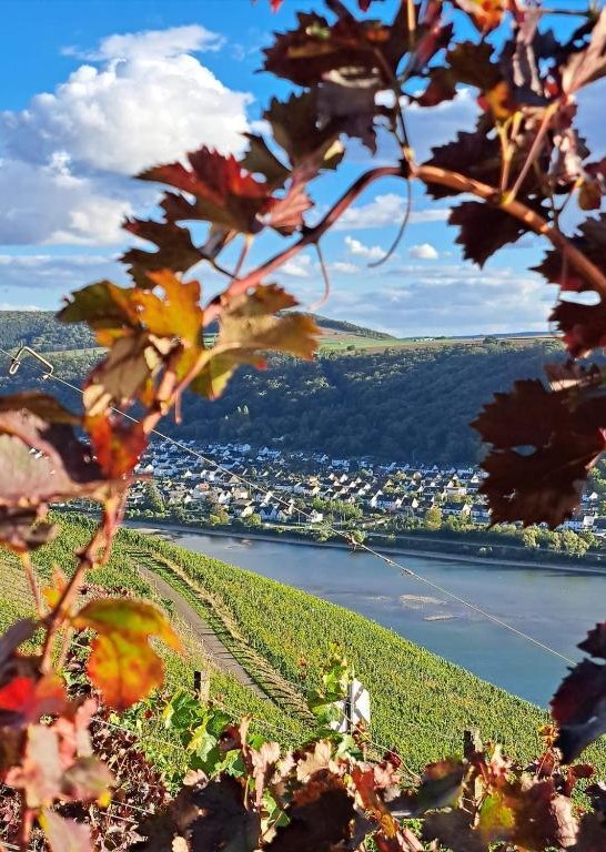 Weinberg | &copy; Familie Nass,M&uuml;ller-Bryja