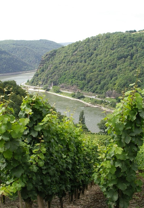 Vineyard on the Loreley | &copy; Rheintouristik Tal der Loreley e.V.