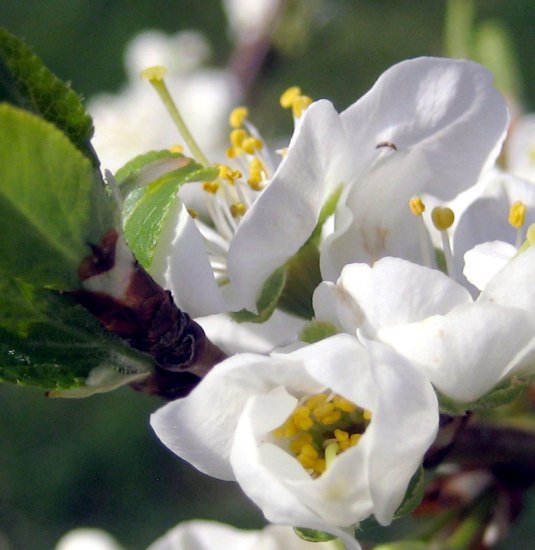 Wein | &copy; Weingut Lorenz