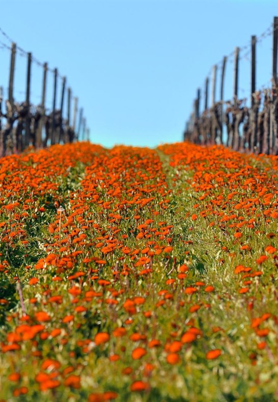 Weinberg | © Winzer von Erbach Weinberg | © Winzer von Erbach