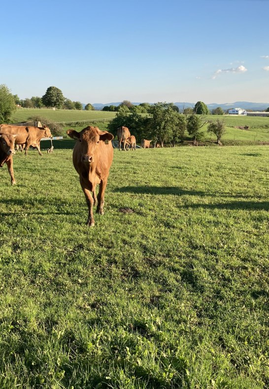 Br&uuml;ckners L&auml;dchen4 | &copy; Manfred und PIa Br&uuml;ckner