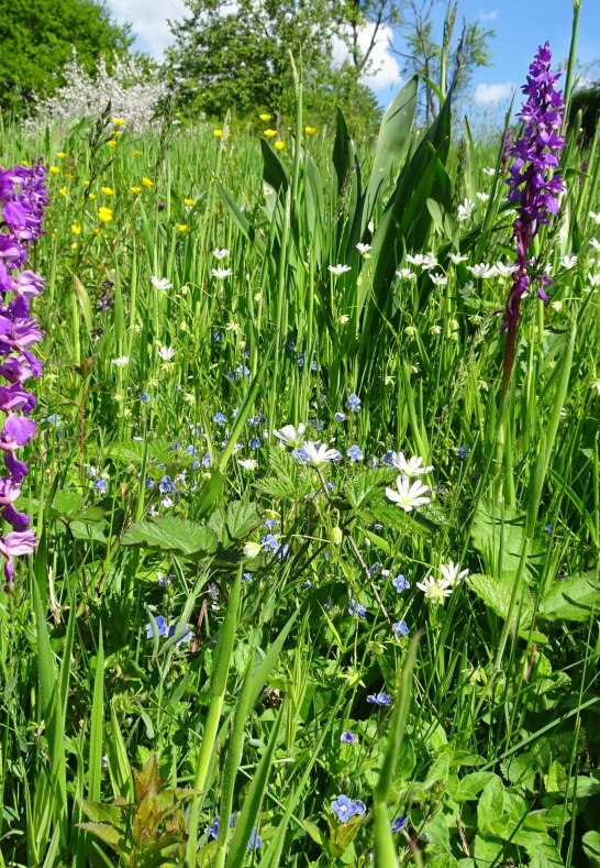 Bunte Wiesen | © Naturpark Rhein-Westerwald Bunte Wiesen | © Naturpark Rhein-Westerwald