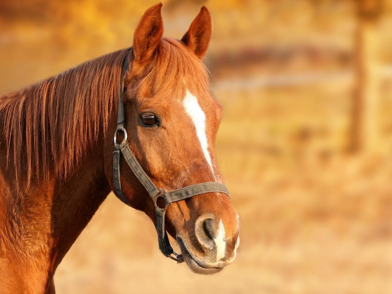 Pferd | © Pixabay Pferd | © Pixabay