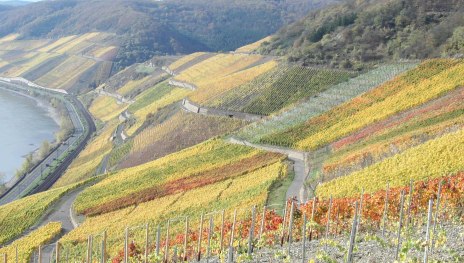 Bopparder Hamm Herbst | &copy; Tourist Information Boppard