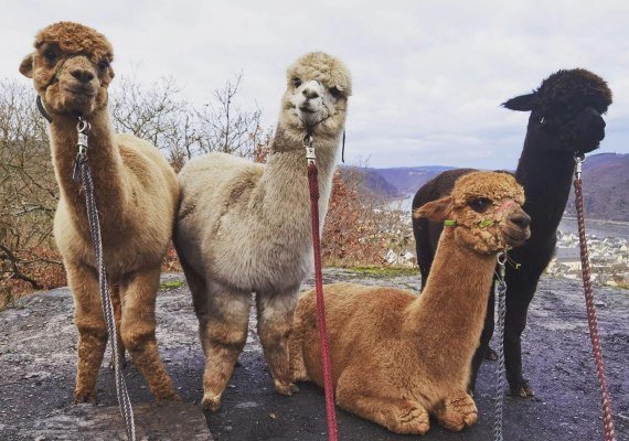 Mittelrhein Alpakas | © Mittelrhein Alpakas Mittelrhein Alpakas | © Mittelrhein Alpakas