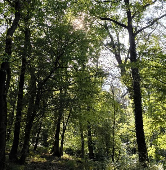 Wald | © Tourist-Information Bad Breisig Wald | © Tourist-Information Bad Breisig