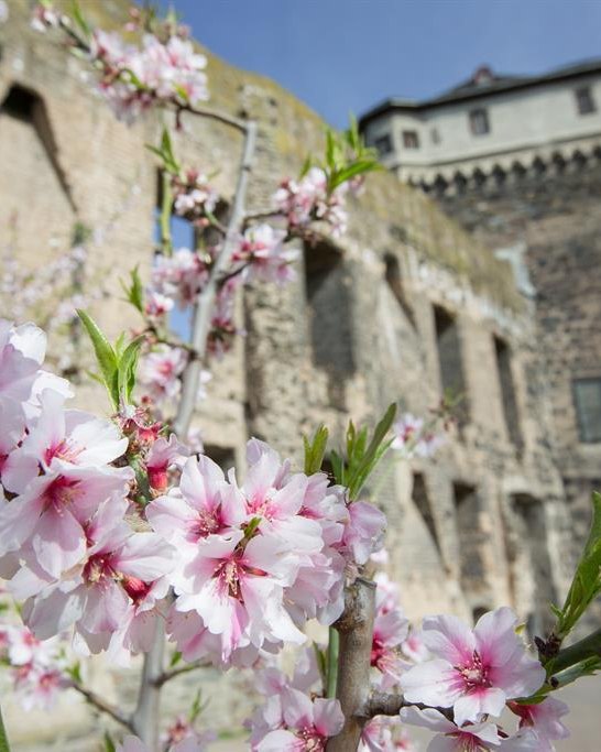 Stadtburg Andernach | © 90 Grad Photography/Hilger & Schneider GbR Stadtburg Andernach | © 90 Grad Photography/Hilger & Schneider GbR