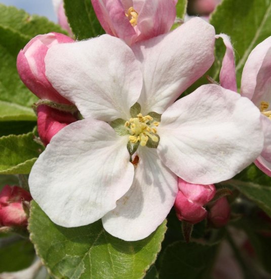 Gelber Richard_Apfeltour 1500x1000 | © Cult-Touren Gelber Richard_Apfeltour 1500x1000 | © Cult-Touren