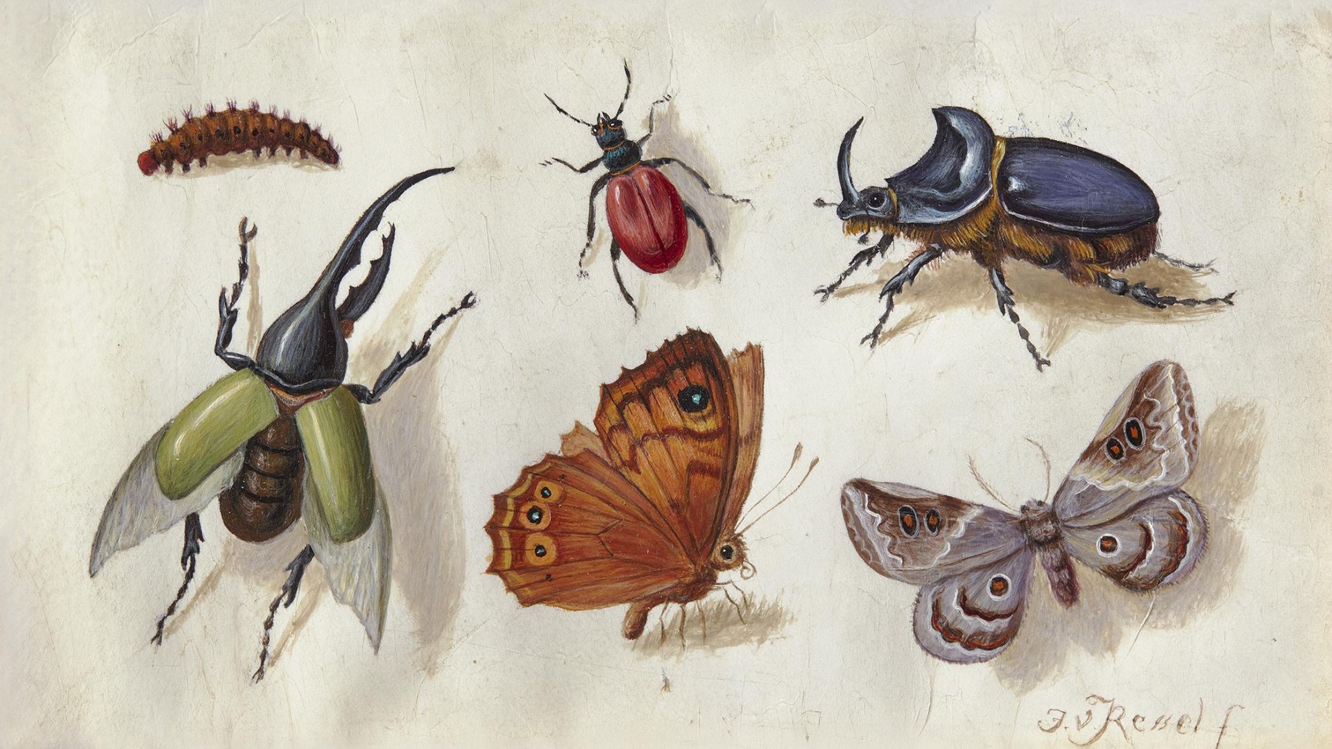 Tableau mit Insekten | &copy; Jan van Kessel