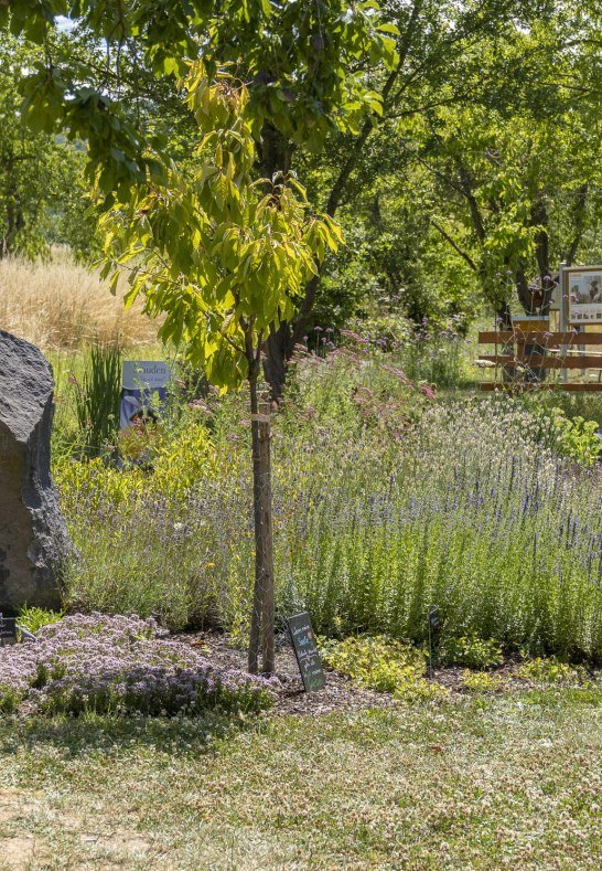 Garten | © Katja S. Verhoeven Garten | © Katja S. Verhoeven