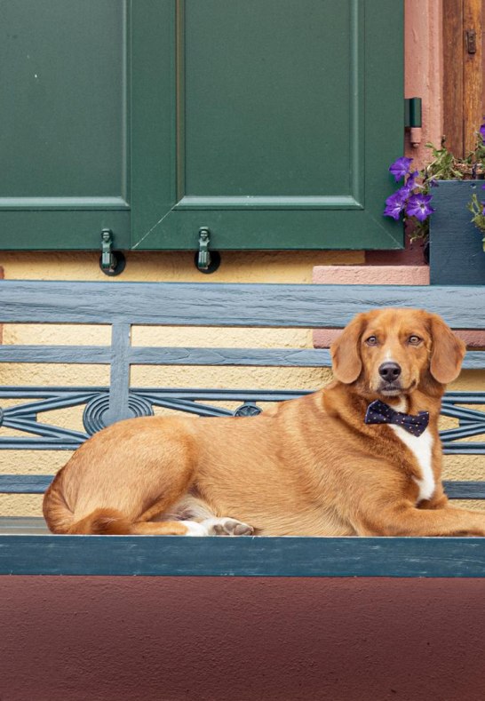 Leo (1) | &copy; Thomas Weinsheimer