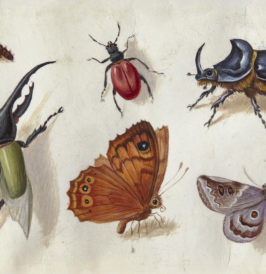Tableau mit Insekten | &copy; Jan van Kessel